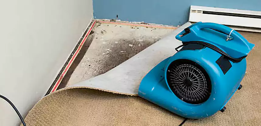 Professional Carpet Water Damage Repair Services in Rockmart, GA